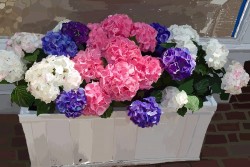 Nantucket, Hydrangeas. 8x10 $200, 14x19 $450.