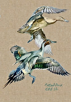 Pintail ducks