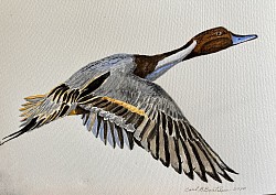 Pintail