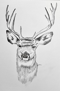Deer